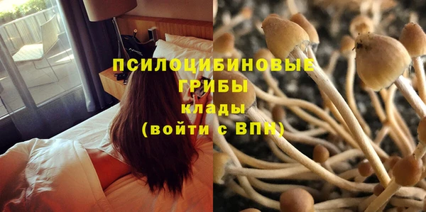 сатива Володарск